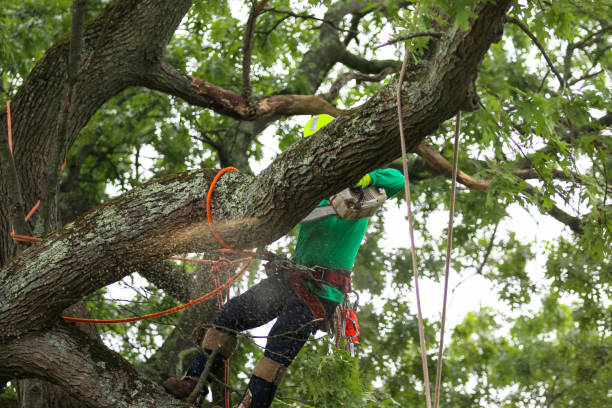 Reliable Evans, GA Tree Care Solutions
