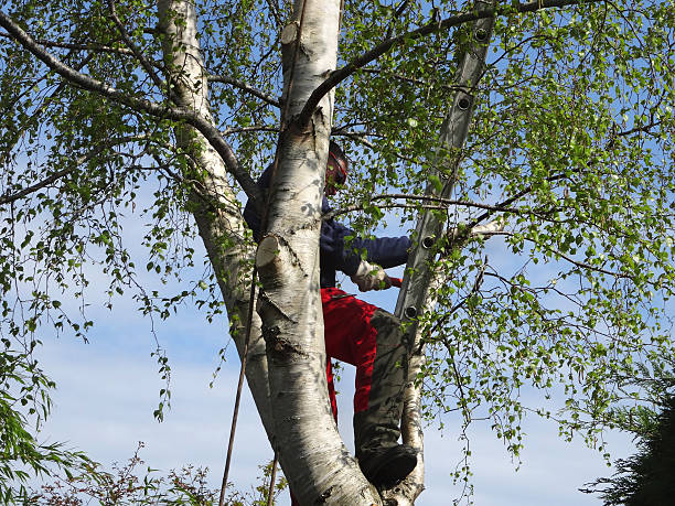 How Our Tree Care Process Works  in  Evans, GA